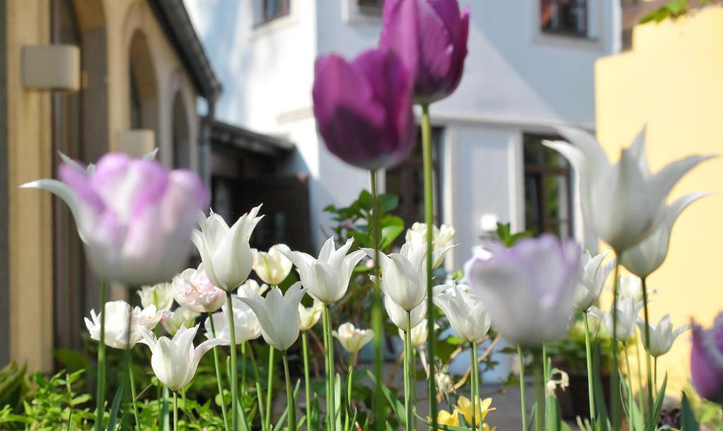 Faehrhaus Meissen B&B Экстерьер фото